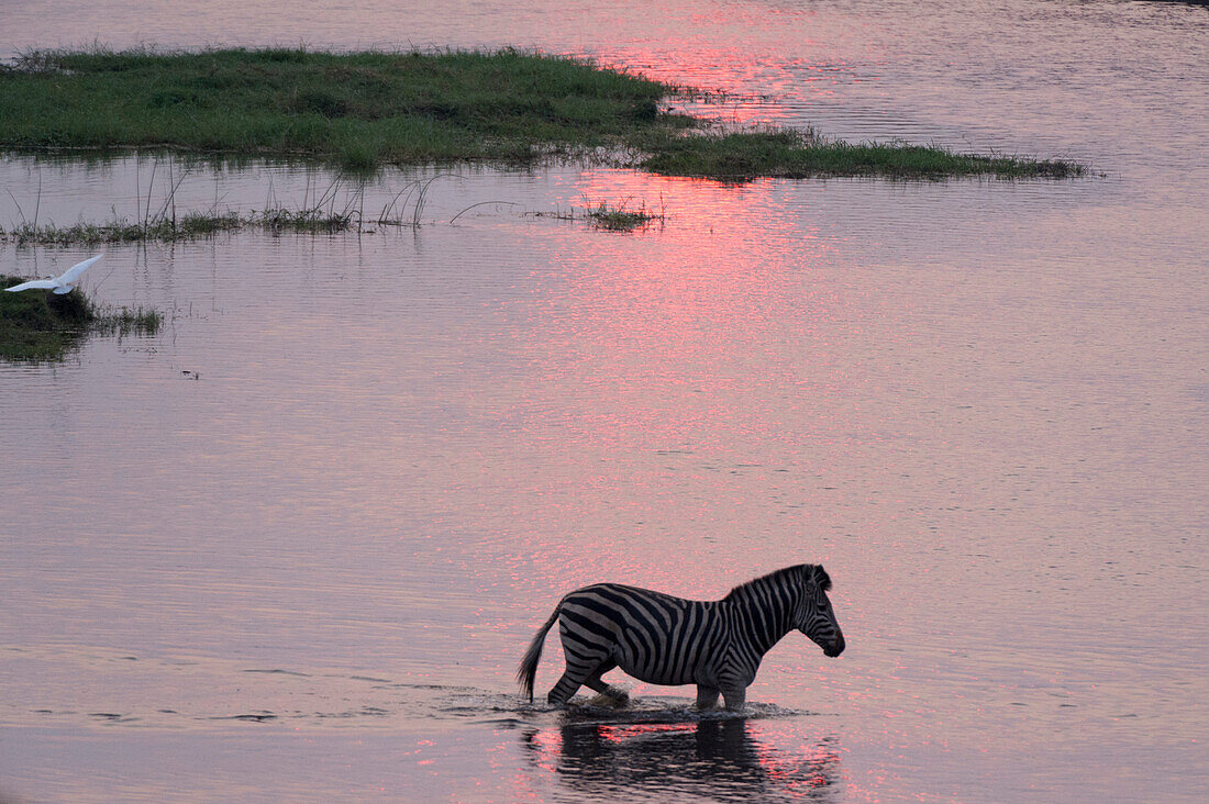 Ein Burchell-Zebra, Equus burchelli, watet bei Sonnenuntergang im Chobe-Fluss. Chobe-Fluss, Chobe-Nationalpark, Botsuana.