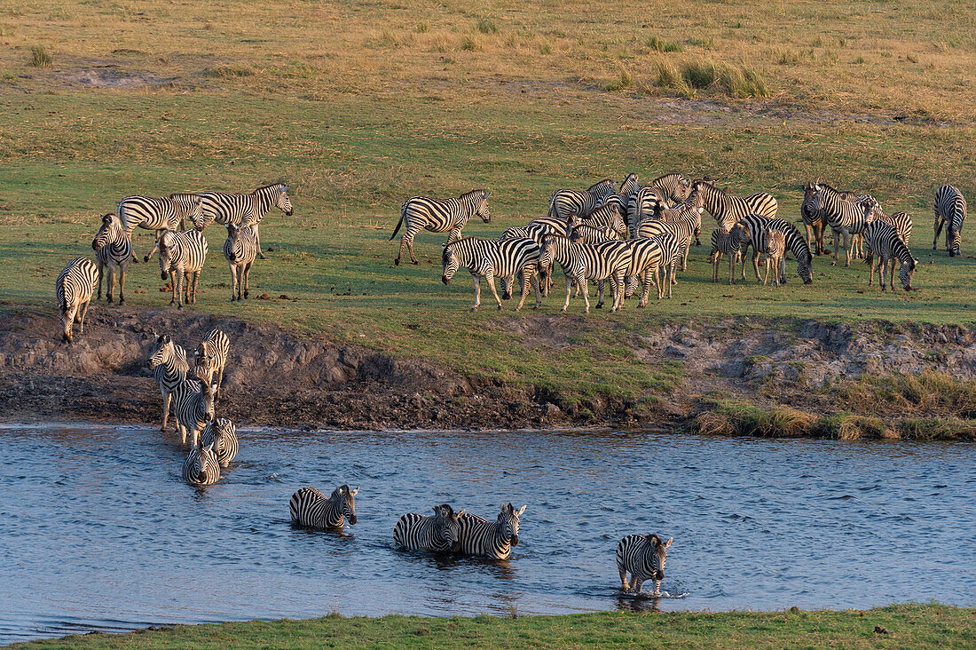 A herd of Burchell's zebras, Equus burchelli, walking though water. Chobe National Park, Botswana.