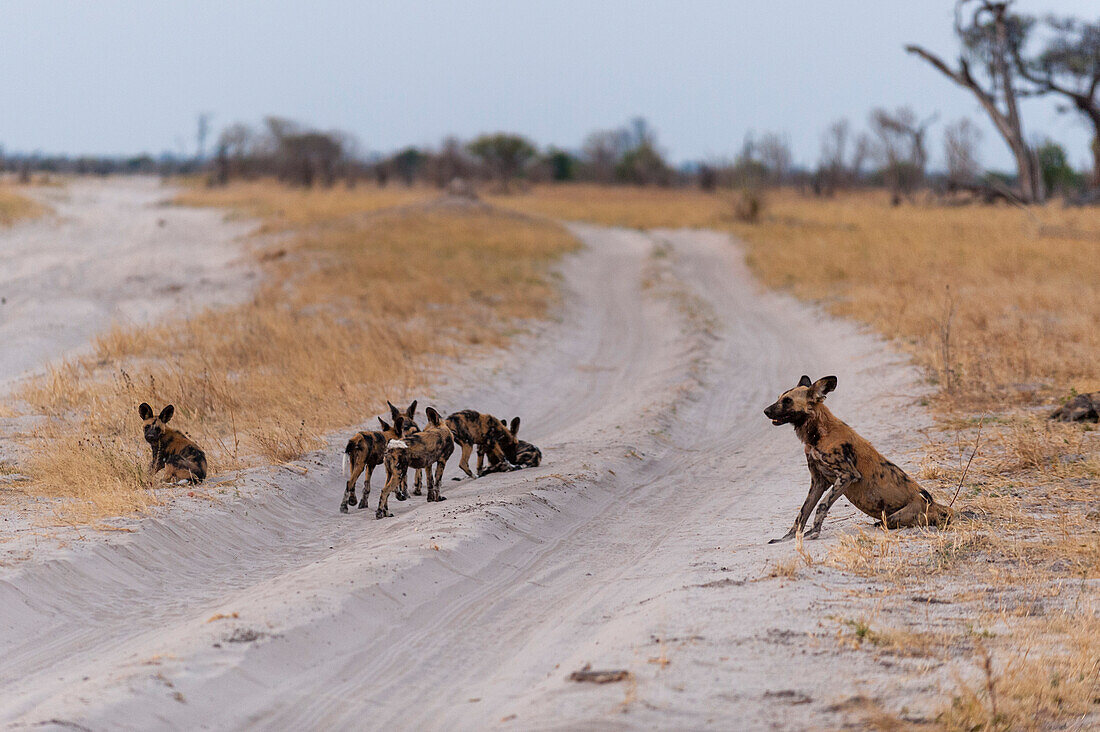 Eine afrikanische Wildhündin oder ein bemalter Wolf, Lycaon pictus, und ihre Jungen spielen entlang einer Sandstraße. Savute-Sumpf, Chobe-Nationalpark, Botsuana.