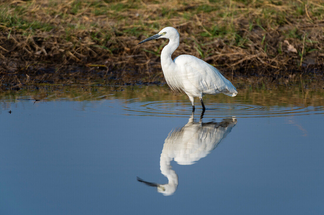 Portrait of a great egret, Ardea alba, walking in water, hunting. Savute Marsh, Chobe National Park, Botswana.