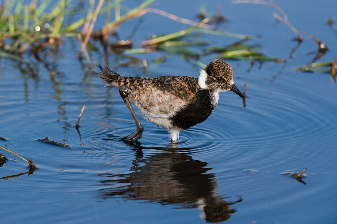 Porträt eines jungen Schmiedekiebitzes oder Schmiedekiebitzes, Vanellus armatus, der im Wasser spazieren geht. Savute-Sumpf, Chobe-Nationalpark, Botsuana.