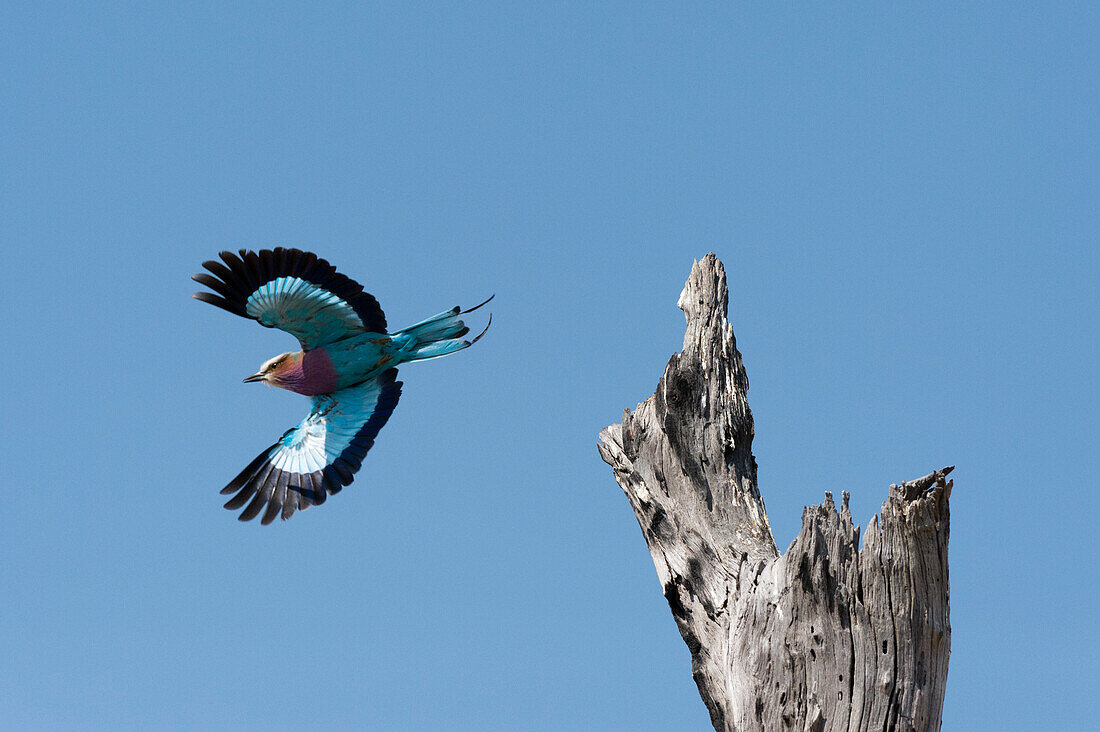 A lilac-breasted roller, Coracias caudatus, taking flight from an old tree snag. Savute Marsh, Chobe National Park, Botswana.