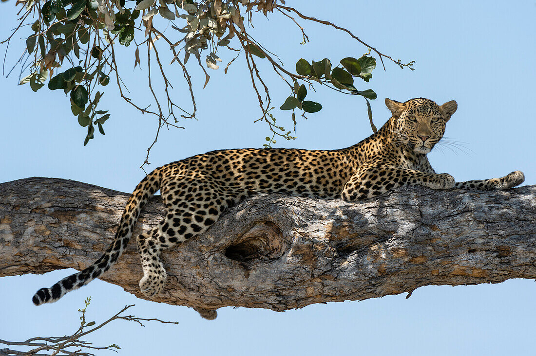A female leopard, Panthera pardus, resting on a tree branch. Savute Marsh, Chobe National Park, Botswana.