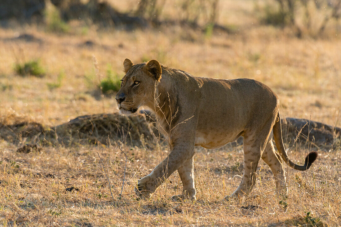 Portrait of a sub-adult male lion, Panthera leo, walking. Savute Marsh, Chobe National Park, Botswana.