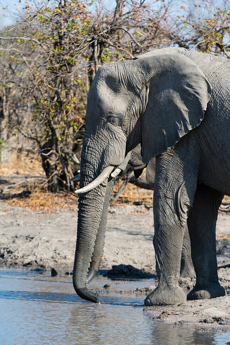 African elephants, Loxodonta africana, drinking at a waterhole. Okavango Delta, Botswana.