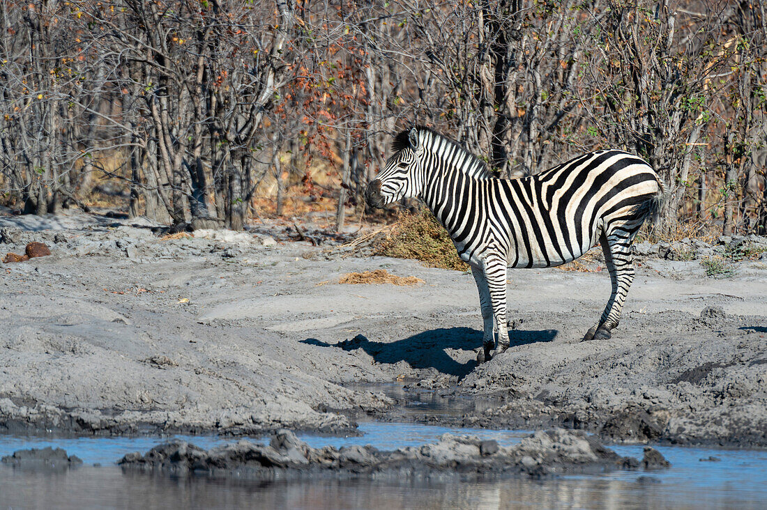 Porträt eines Burchell's oder Steppenzebras, Equus burchelli, an einem Wasserloch. Okavango-Delta, Botsuana.