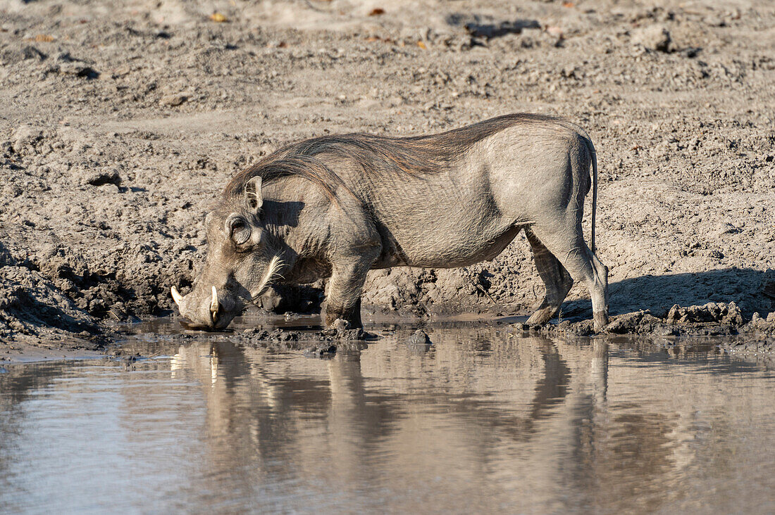 Porträt eines Warzenschweins, Phacochoerus africanus, das an einem Wasserloch trinkt. Okavango-Delta, Botsuana.