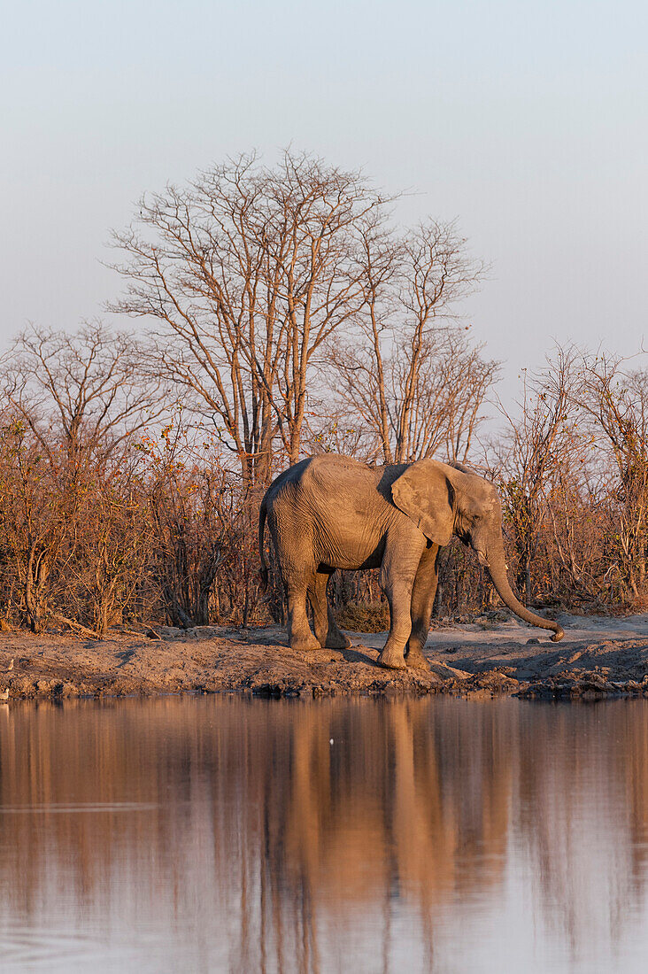An African elephant, Loxodonta africana, at a waterhole. Okavango Delta, Botswana.