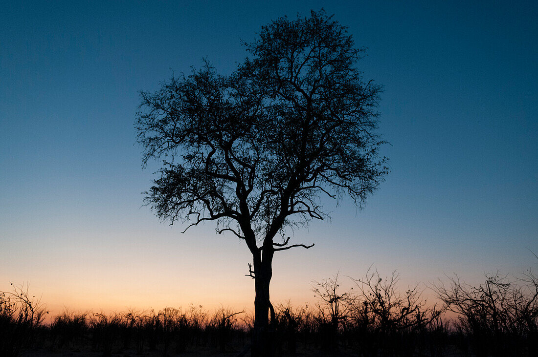 Ein silhouettierter Baum in der Abenddämmerung im Okavango-Delta. Okavango-Delta, Botsuana.