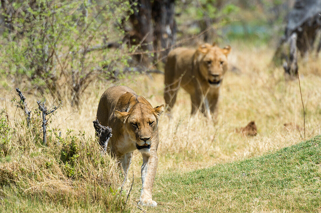 Two lions, Panthera leo, walking in their habitat. Okavango Delta, Botswana.