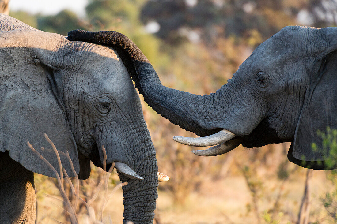 Two African elephants, Loxodonta africana, interacting. Okavango Delta, Botswana.