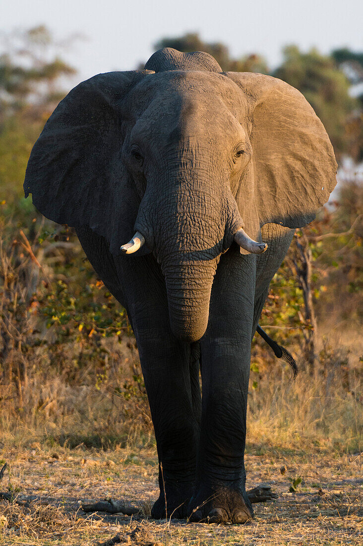 Portrait of an African elephant, Loxodonta africana. Okavango Delta, Botswana.