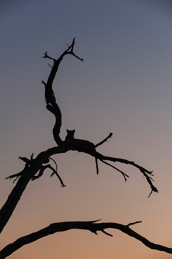 Ein Leopard, Panthera pardus, ruht sich in der Abenddämmerung in einer Baumkrone aus. Okavango-Delta, Botsuana.