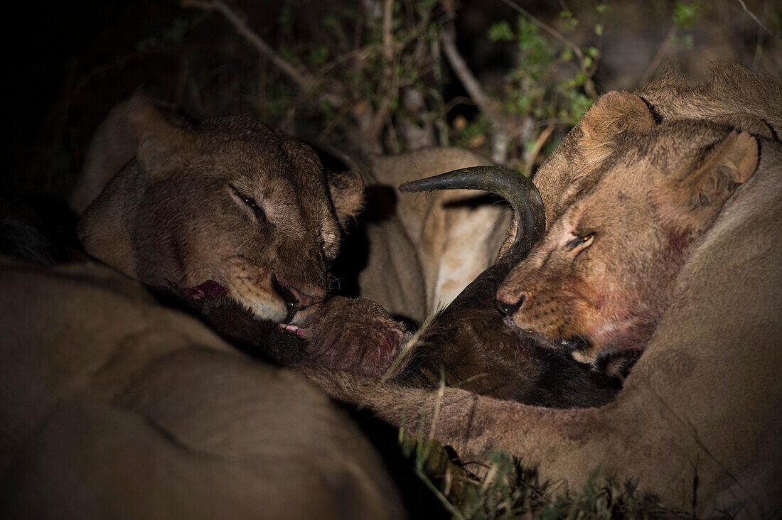 Lions, Panthera leo, feeding on a wildebeest carcass at night. Okavango Delta, Botswana.