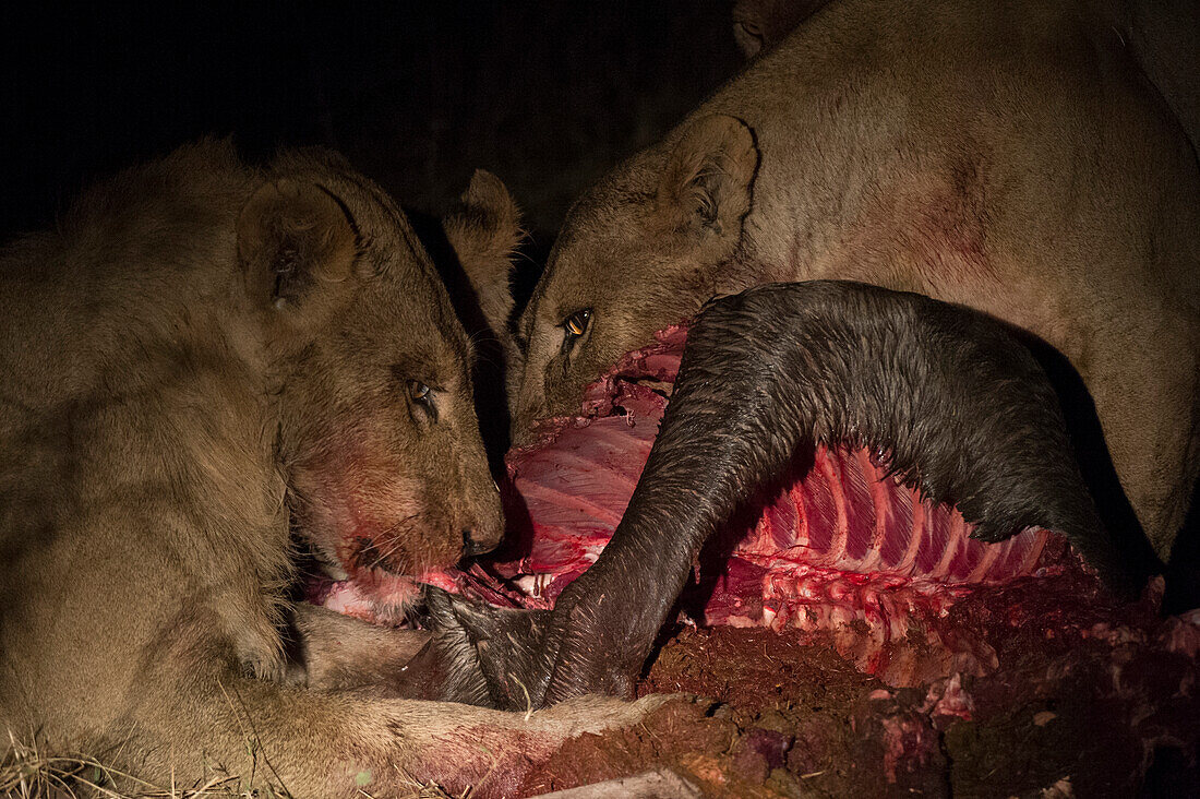 Löwen, Panthera leo, bei der nächtlichen Fütterung eines Gnu-Kadavers. Okavango-Delta, Botsuana.
