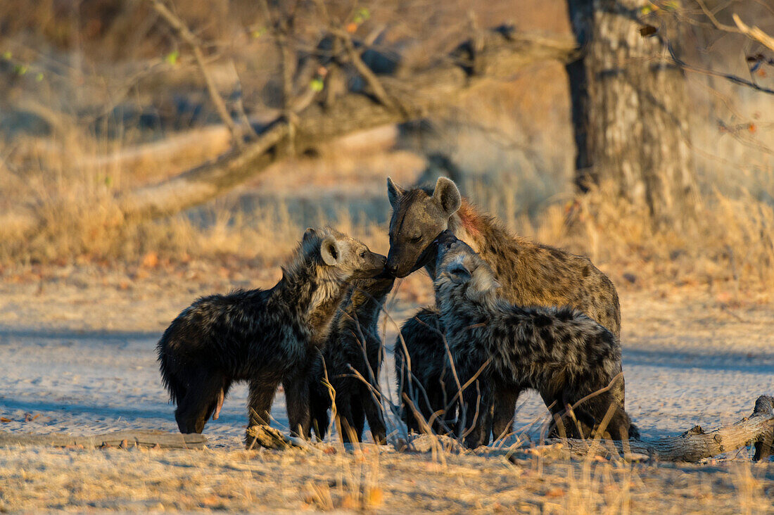 A spotted hyena, Crocuta crocuta, with her pups. Okavango Delta, Botswana.