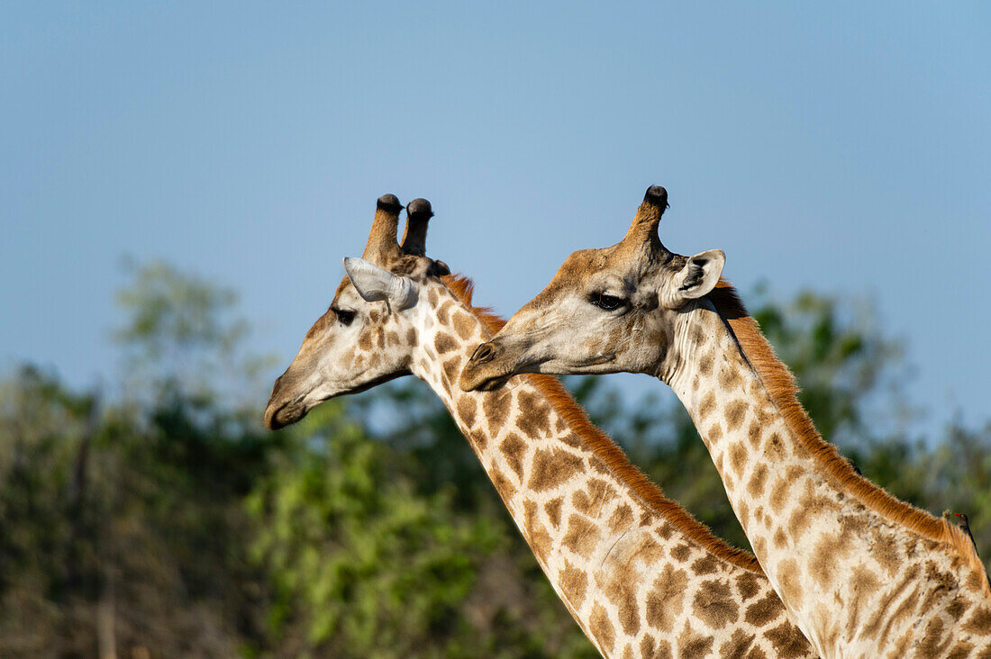 A portrait of two male southern giraffes, Giraffa camelopardalis giraffa. Okavango Delta, Botswana.