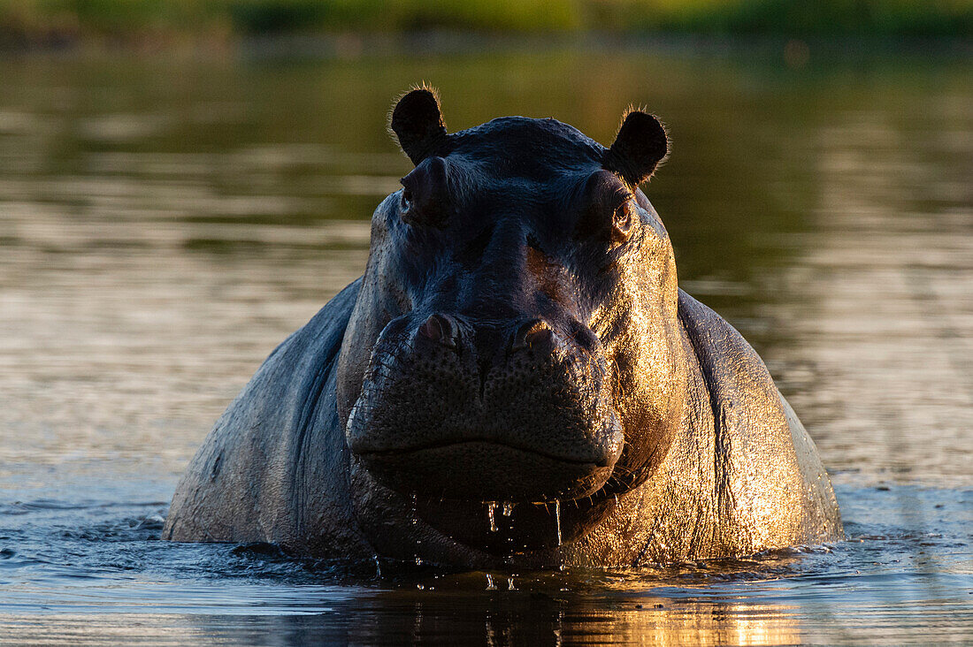 Porträt eines aggressiven Nilpferds, Hippopotamus amphibius, im Wasser. Okavango-Delta, Botsuana.