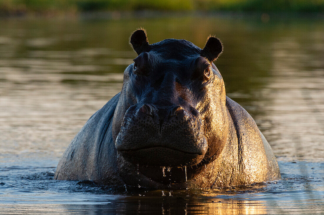 Portrait of an aggressive hippopotamus, Hippopotamus amphibius, in the water. Okavango Delta, Botswana.