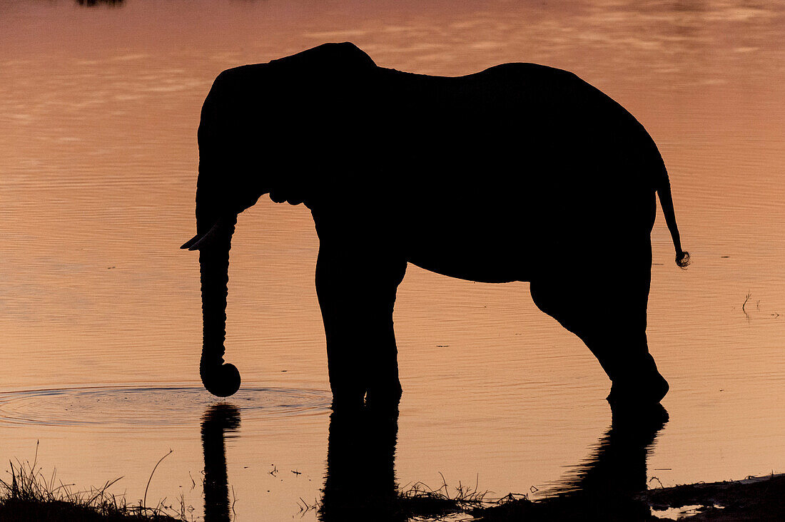 An African elephant, Loxodonta africana, drinking in the Khwai River at sunset. Khwai River, Okavango Delta, Botswana.