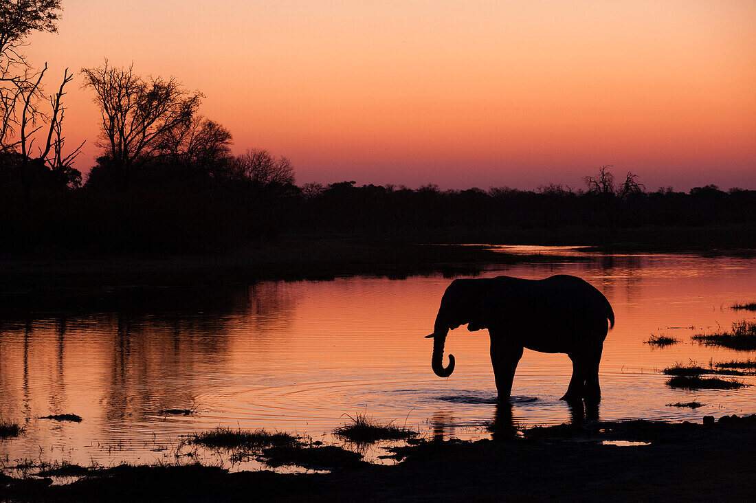 Ein afrikanischer Elefant, Loxodonta africana, trinkt bei Sonnenuntergang im Khwai-Fluss. Khwai-Fluss, Okavango-Delta, Botsuana.