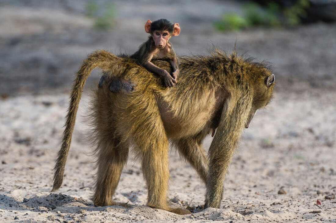 Ein Chacma-Pavian, Papio ursinus, trägt ein Neugeborenes im Chobe-Nationalpark, Botsuana. Botsuana.