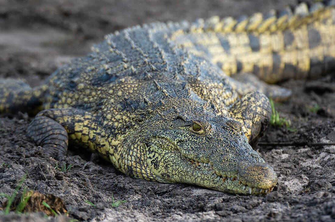 A Nile crocodile, Crocodylus niloticus, on a riverbank in Chobe National Park. Botswana.