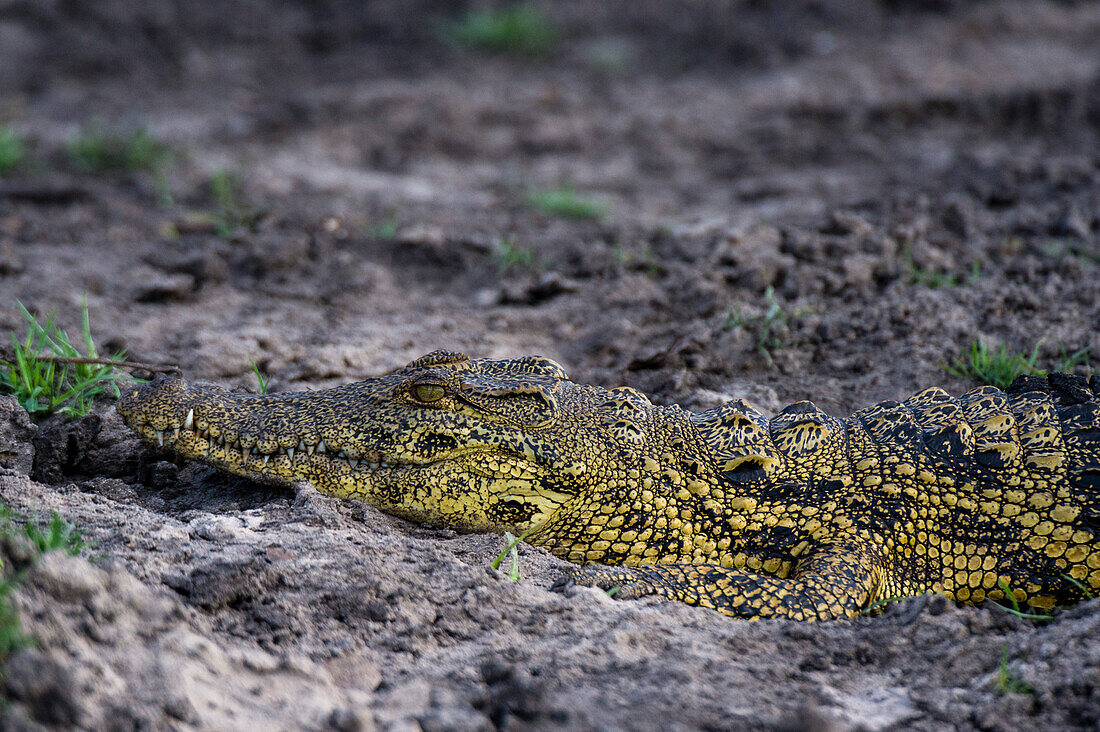 A Nile crocodile, Crocodylus niloticus, on a riverbank in Chobe National Park. Botswana.