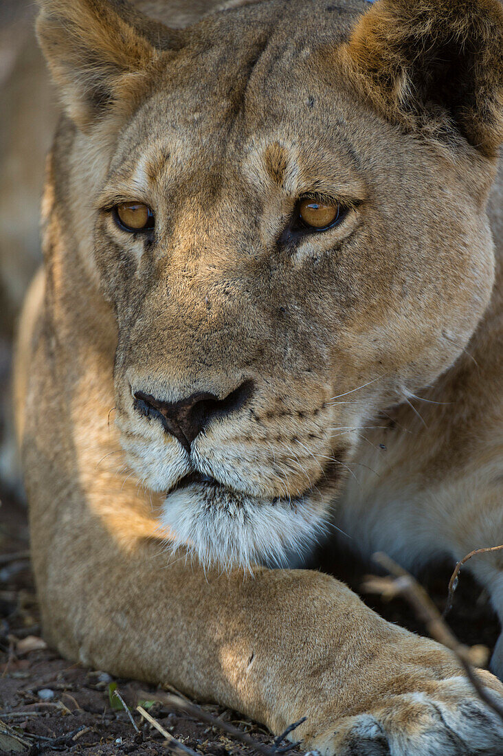 Porträt einer Löwin, Panthera leo, im Chobe-Nationalpark. Botsuana.