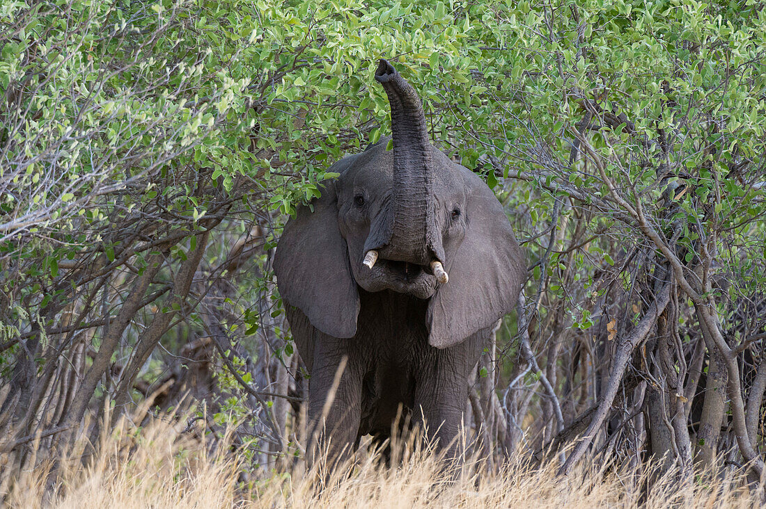 An African elephant, Loxodonta africana, scenting the air in Chobe National Park's Savuti marsh. Botswana.