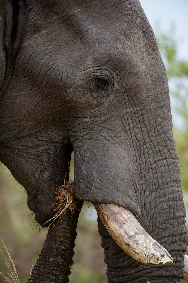 An African elephant, Loxodonta africana, eating grass in Chobe National Park's Savuti marsh. Botswana.