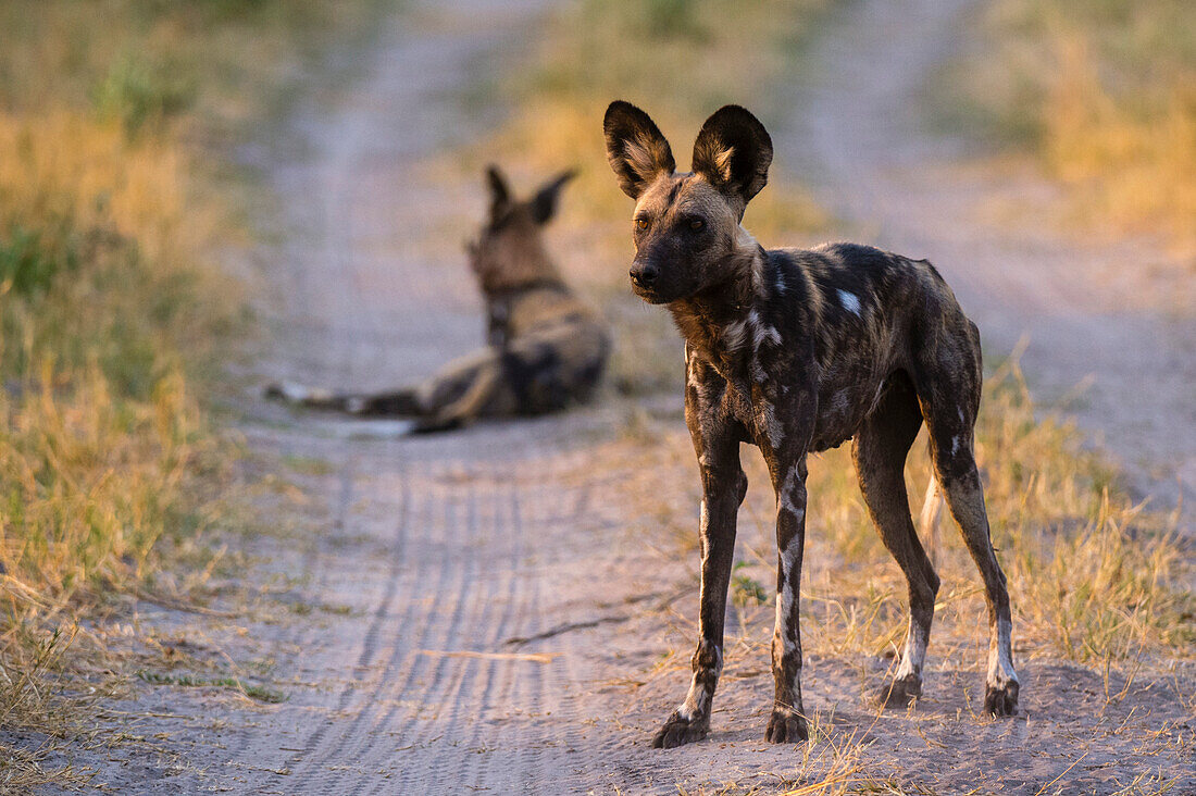 Zwei Afrikanische Wildhunde, Lycaon pictus, auf einer unbefestigten Straße im Savuti-Sumpf des Chobe-Nationalparks. Botsuana.