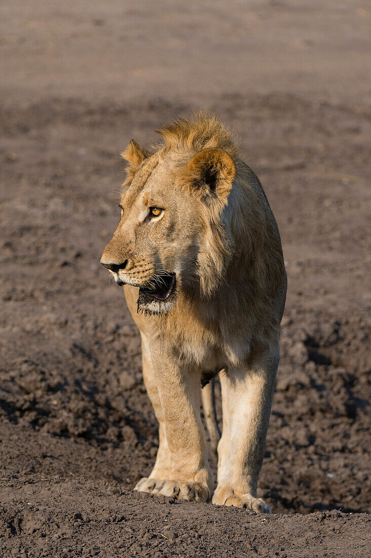 Porträt eines Löwen, Panthera leo, beim Spaziergang im Savuti-Sumpf des Chobe-Nationalparks. Botsuana.