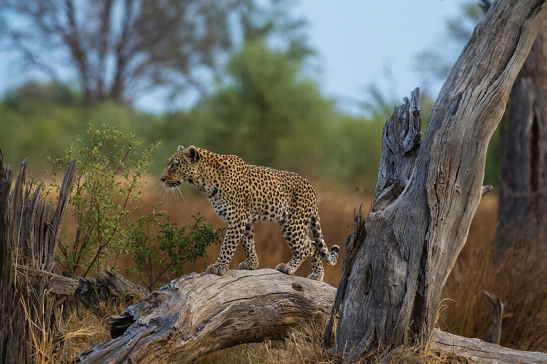 Ein Leopard, Panthera pardus, läuft auf einem toten, umgestürzten Baum in der Khwai-Konzession des Okavango-Deltas. Botsuana.