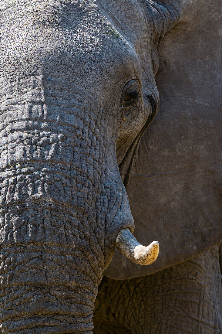 Nahaufnahme eines afrikanischen Elefanten, Loxodonta africana, in der Khwai-Konzession des Okavango-Deltas. Botsuana.