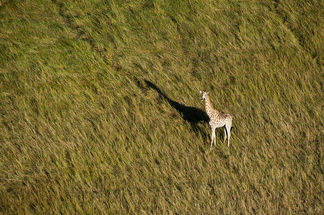 An aerial view of a giraffe, Giraffe camelopardalis, walking in Botswana's Okavango Delta. Botswana.