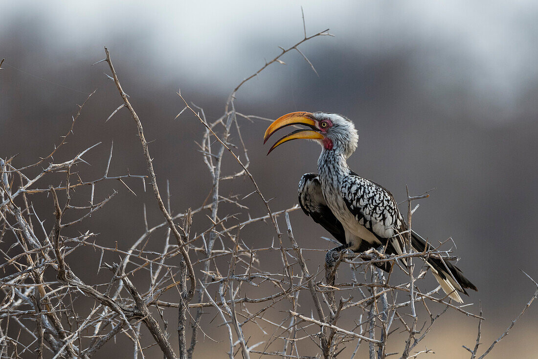 A southern yellow-billed hornbill, Tockus leucomelas, perching on a bush. Nxai Pan, Botswana