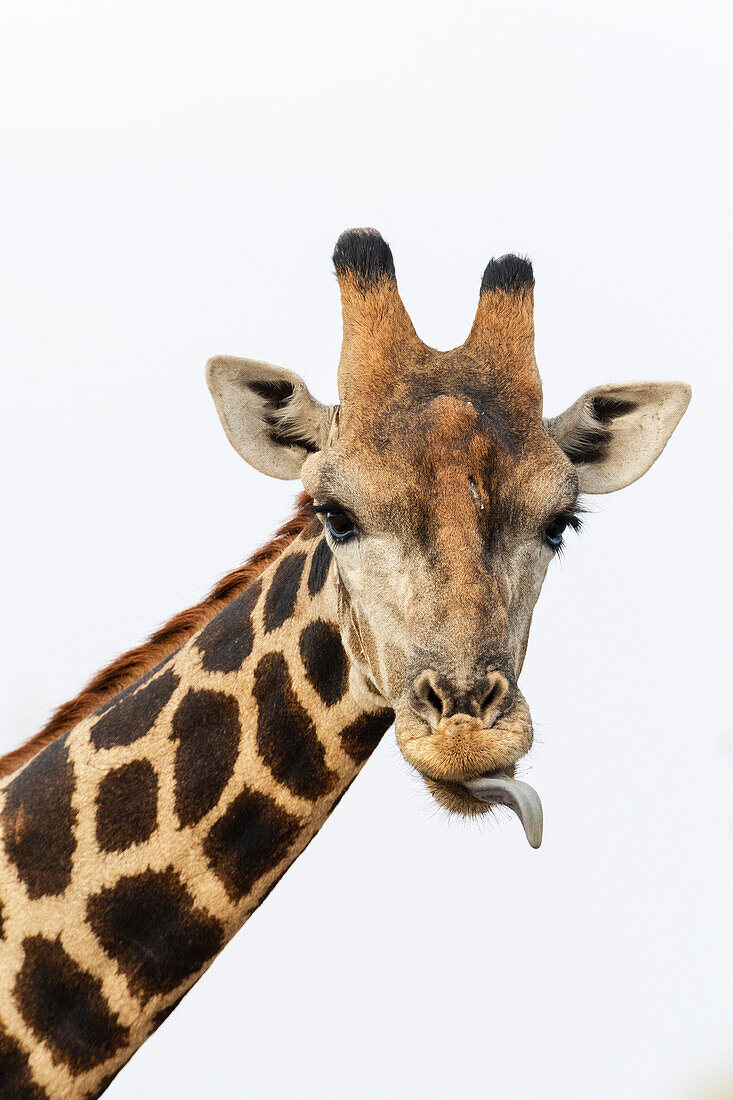 Ein Porträt einer südlichen Giraffe, Giraffa camelopardalis, die in die Kamera schaut. Kalahari, Botsuana