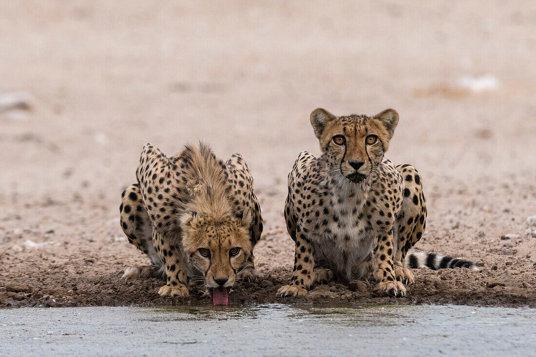 Zwei Geparden, Acinonyx jubatus, beim Trinken an einem Wasserloch Kalahari, Botsuana