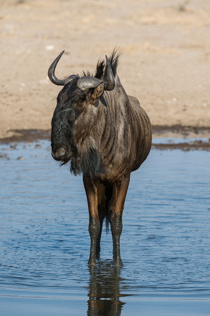 A blue wildebeest, Connochaetes taurinus, at a waterhole. Kalahari, Botswana