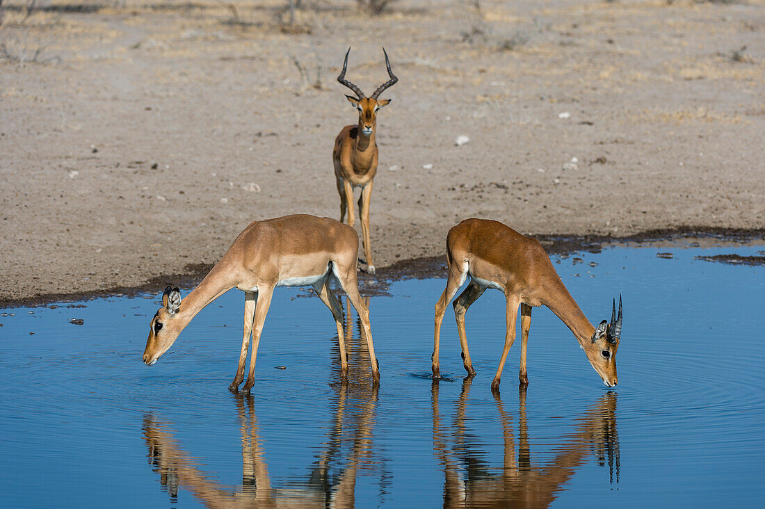 Drei Impalas, Aepyceros melampus, ein Männchen und zwei Weibchen, trinken an einem Wasserloch. Kalahari, Botsuana