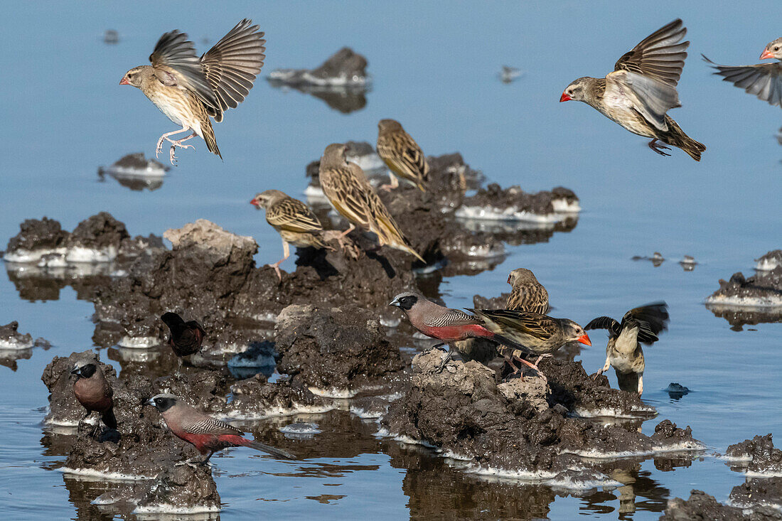 Verschiedene Vogelarten versammeln sich an einer Wasserstelle. Kalahari, Botsuana