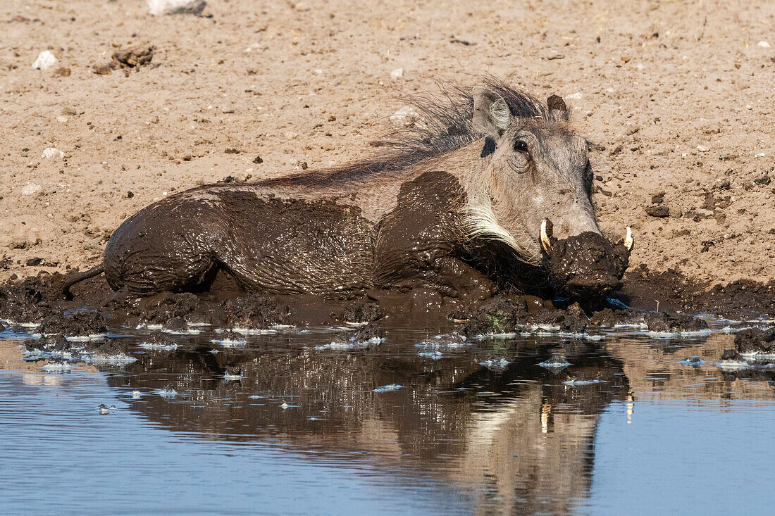 Ein Warzenschwein, Phacochoerus africanus, nimmt ein Schlammbad. Kalahari, Botsuana