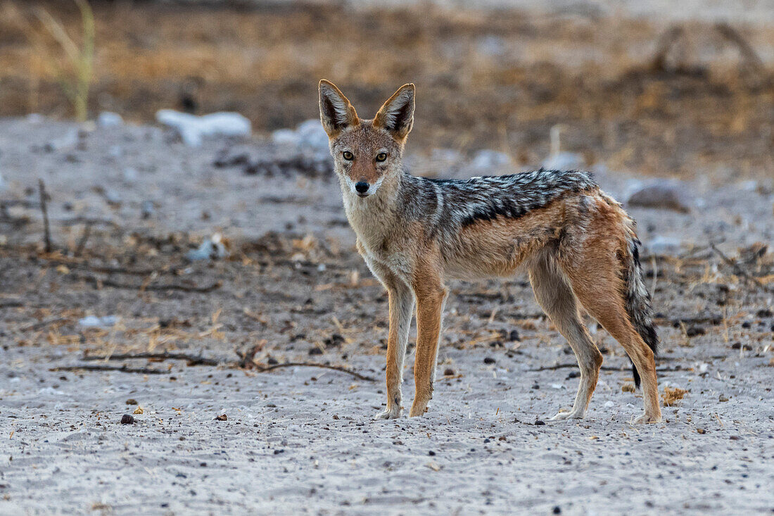 Ein Schabrackenschakal, Canis mesomelas, schaut in die Kamera. Kalahari, Botsuana