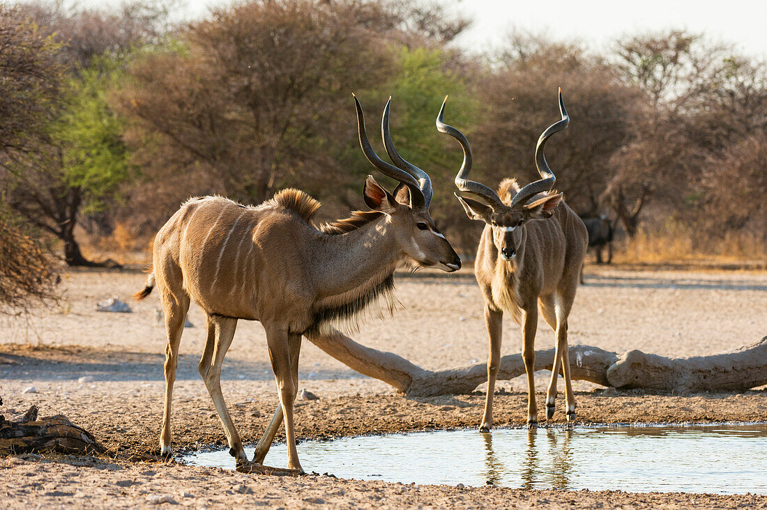 Zwei männliche Großkudus, Tragelaphus strepsiceros, am Wasserloch. Kalahari, Botsuana