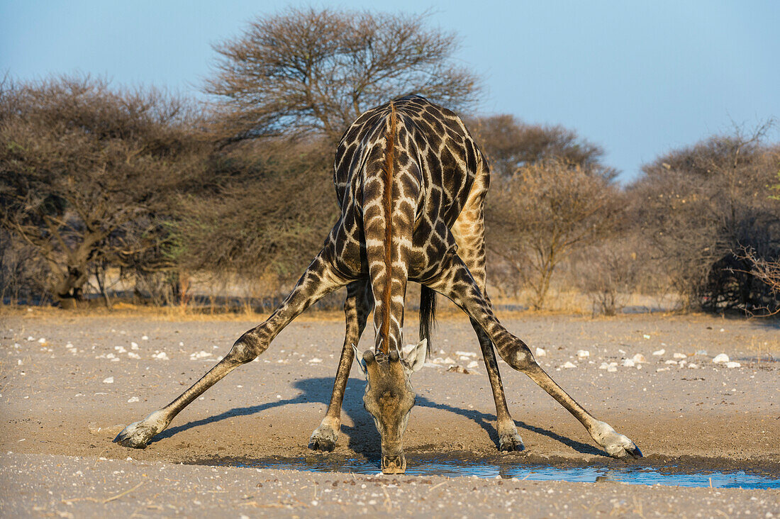 A southern giraffe, Giraffa camelopardalis, drinking. Kalahari, Botswana