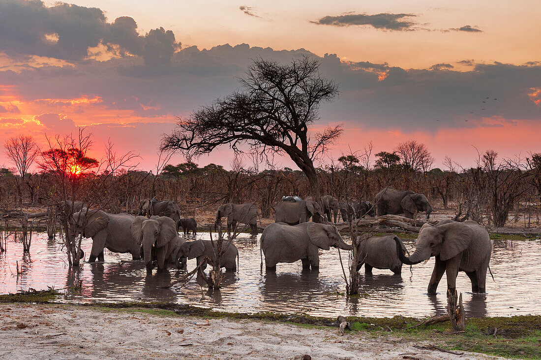 Afrikanische Elefanten, Loxodonta africana, trinken bei Sonnenuntergang im Fluss Khwai. Khwai-Konzessionsgebiet, Okavango-Delta, Botsuana