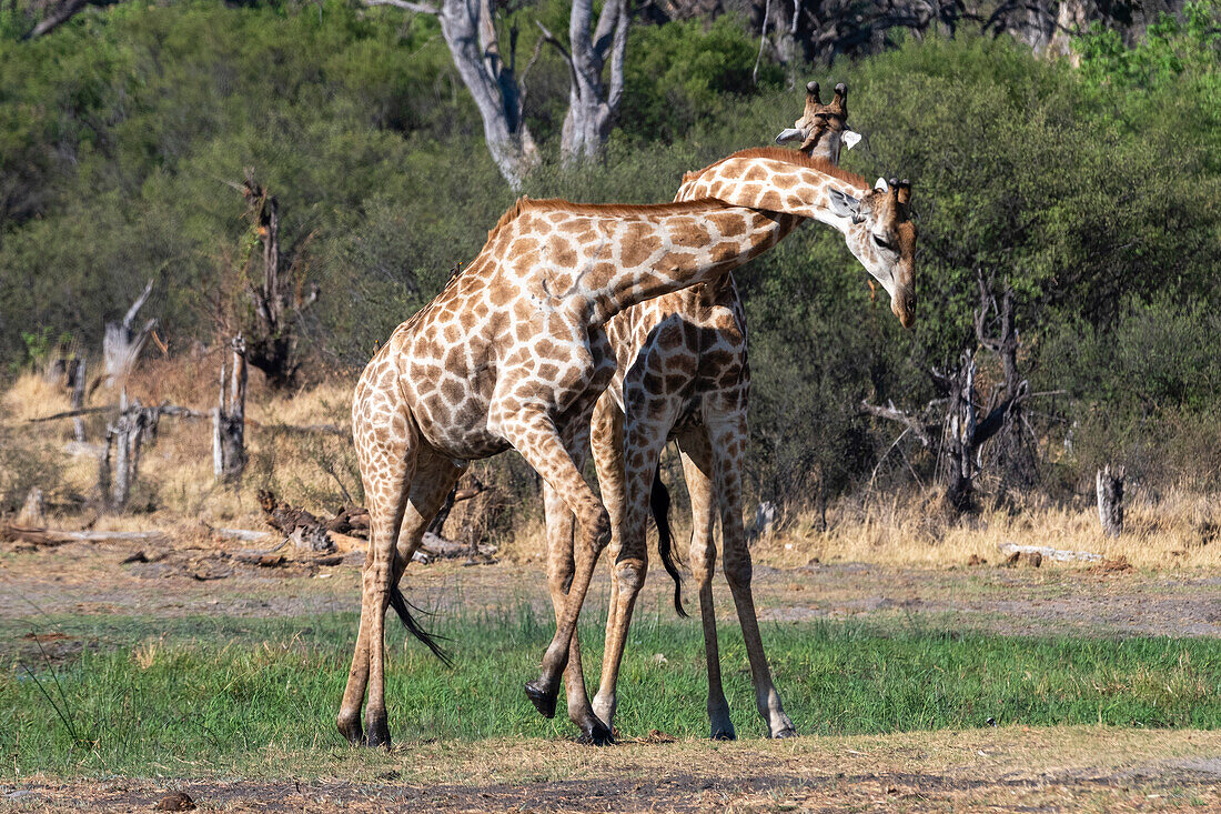 Zwei Südliche Giraffen, Giraffa camelopardalis, beim Sparring. Khwai-Konzession, Okavango-Delta, Botsuana