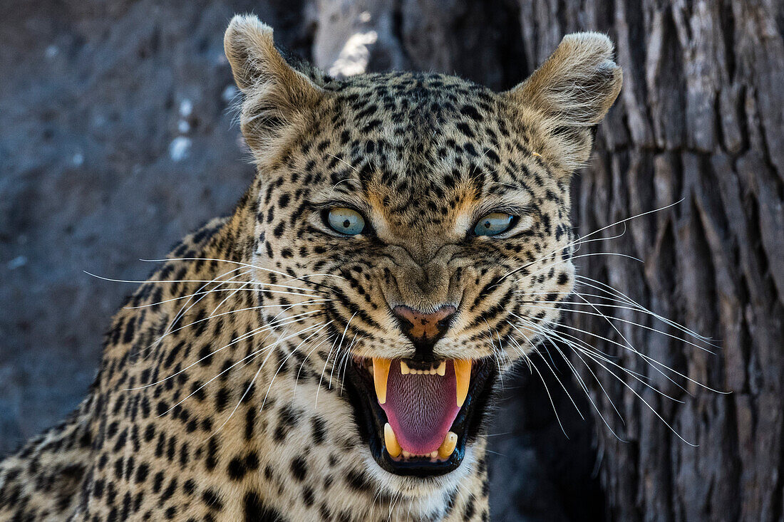 A leopard (Panthera pardus) snarling and looking at the camera, Khwai Concession, Okavango Delta, Botswana.