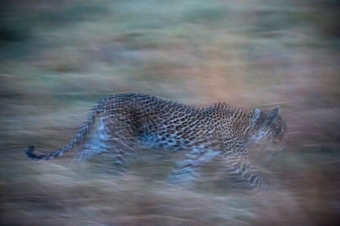 A leopard, Panthera pardus, running in the grass in the evening. Khwai Concession, Okavango Delta, Botswana